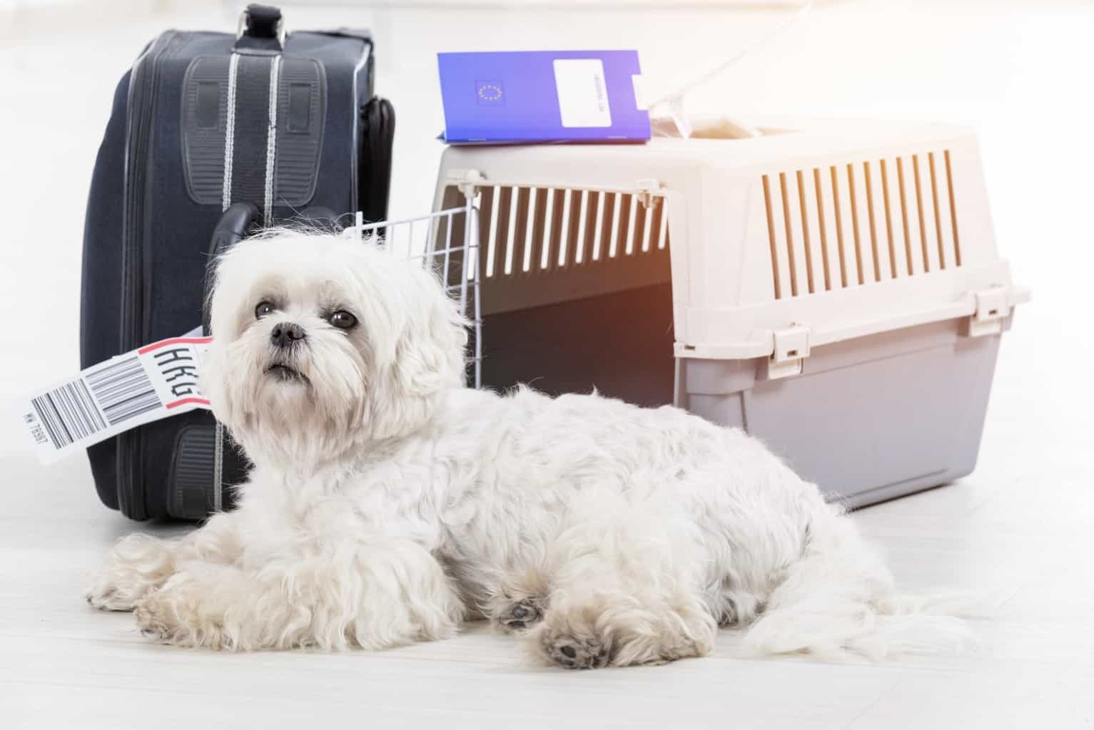 can-dogs-fly-on-qatar-airways